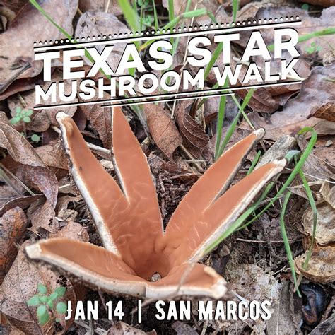Conservation Efforts Will Protect The Elusive Texas Star Mushroom - RYZE Superfoods