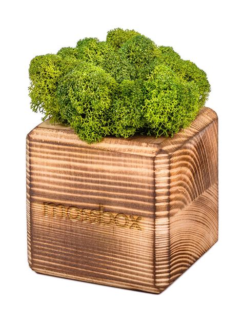 Стабилизированный мох в горшке Эйфорд MossBox fire green cube - «Моя ...
