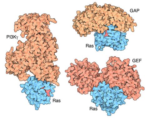 pdb  molecule   month ras protein