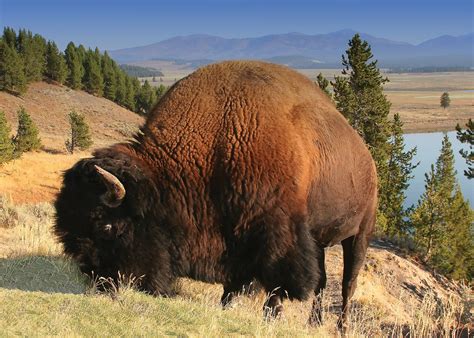 Wyoming - Rocky Mountains, Continental Divide, Semi-arid | Britannica