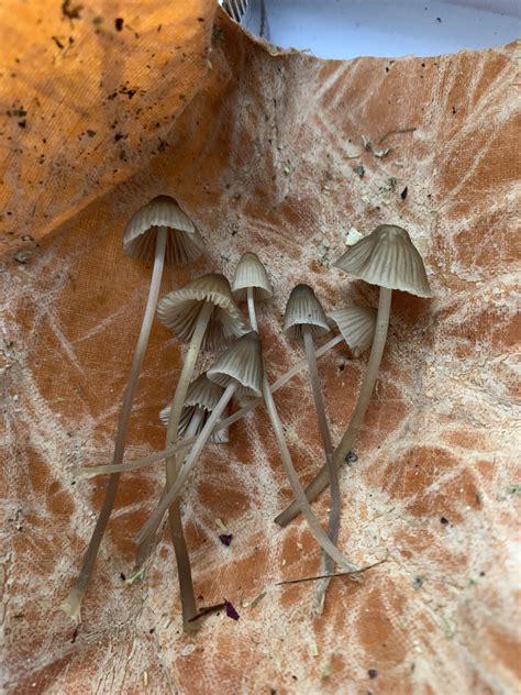 Need help identifying! Are these liberty cap mushrooms? : r ...