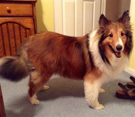 Brief History of the Breed – showingshelties