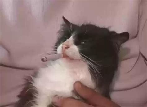Создать мем "мем кот с сигаретой, кот, кошка с сигаретой" - Картинки ...
