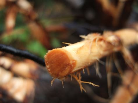 Photinias