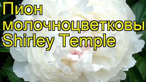 Пион молочноцветковый Ширли Темпл. Краткий обзор, описание paeonia ...