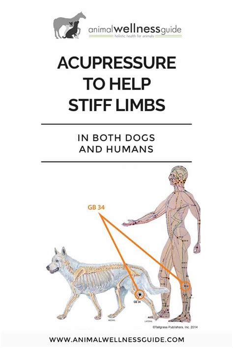 Canine-And-Human-Help-for-Stiff-Limbs-Animal-Wellness-Guide | Animal ...