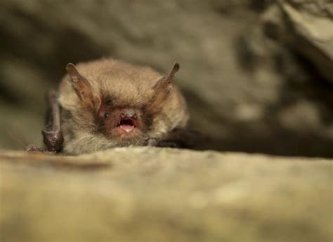 An introduction to UK bats | Wildlife Trust for Beds, Cambs & Northants