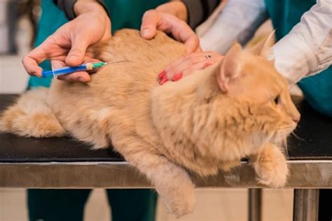 Quais Vacinas O Gato Tem Que Tomar - Quando vacinar o gato? Entenda a frequência correta
