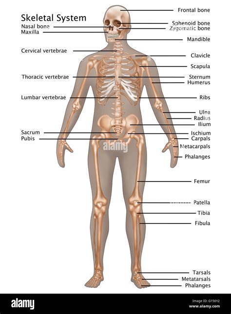 Illustration of the skeletal system in the male anatomy Stock Photo - Alamy