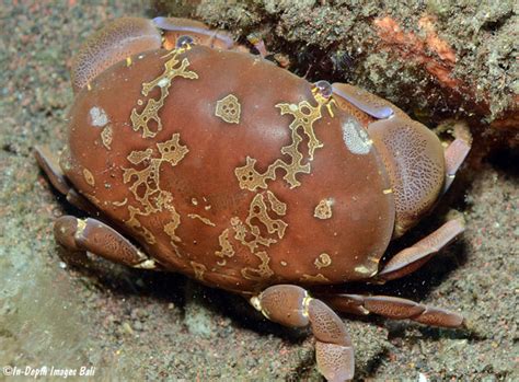 atergatis floridus indonesia