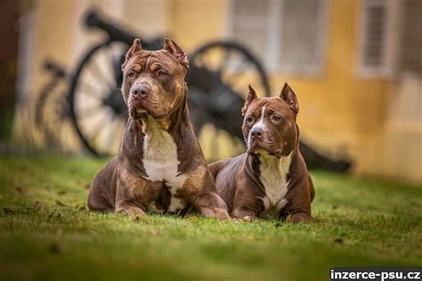 American bully XL, American pitbull XL, prodej, inzerce