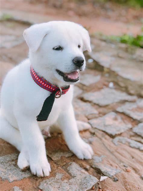 230,026+ Best Free Dog portrait Stock Photos & Images · 100% Royalty ...