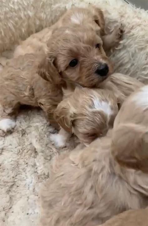f1 Maltipoo babies now available