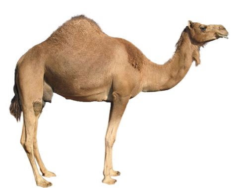 верблюд PNG фото