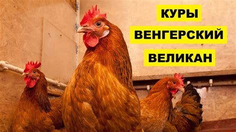 Разведение кур породы Венгерский великан как бизнес идея | Куры ...