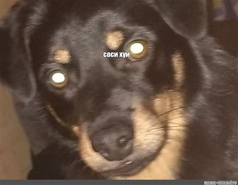 Meme: "соси хуй" - All Templates - Meme-arsenal.com