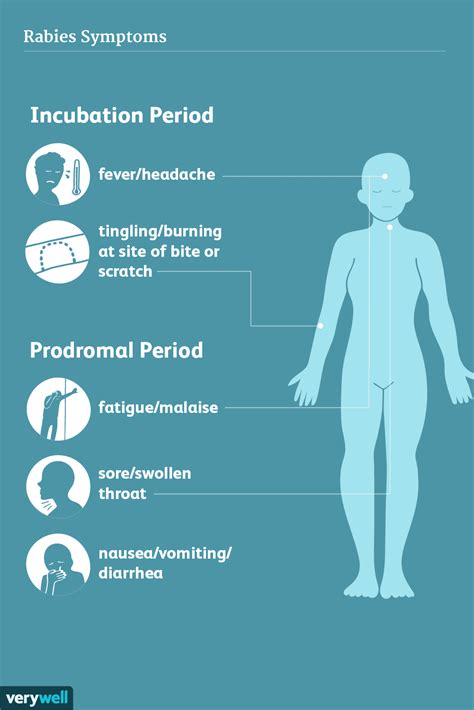Rabies Symptoms and Stages of Infection
