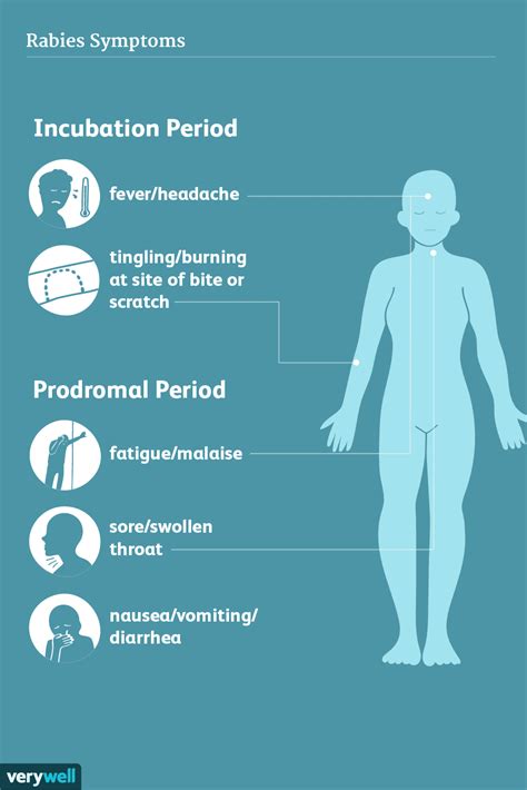 Rabies Symptoms and Stages of Infection