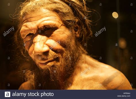 Homo Neanderthalensis Stock Photos & Homo Neanderthalensis Stock Images ...