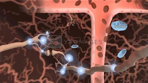 neurobiology, nervous system cells by creativepic Vectors ...