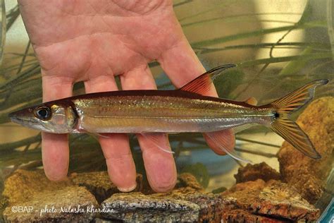 Acestrorhynchus microlepis (Cuvier 1819) – BAP