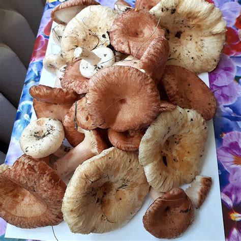 Волнушки