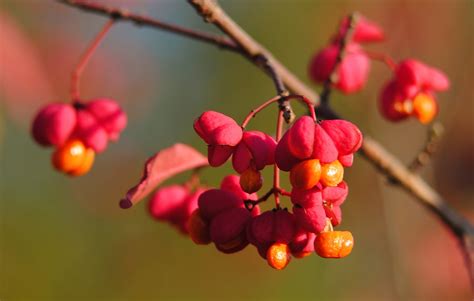 Fruits Nature Wild - Free photo on Pixabay