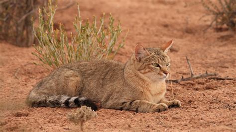 Client Forms | Dove Mountain Veterinary