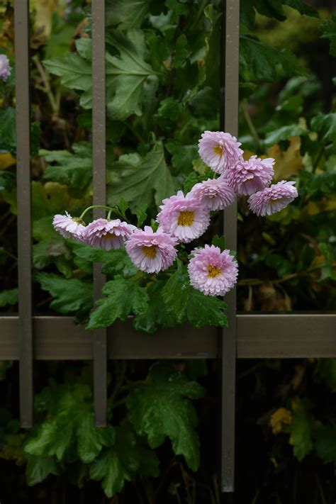 Sophie+Raine+Bikini Photos, Download The BEST Free Sophie+Raine+Bikini