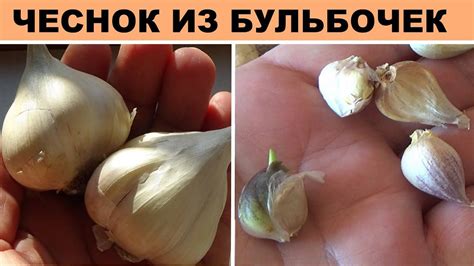 Посадка чеснока бульбочками Очистите чеснок от всех болезней. | Посадка ...