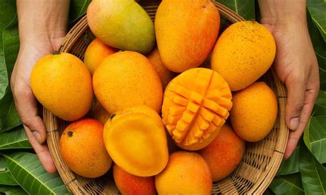 national mango day  history significance  fascinating facts