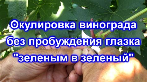 Окулировка без пробуждения глазка - YouTube