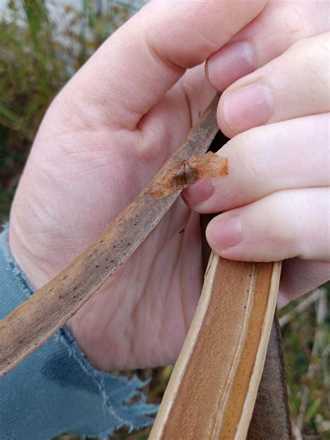 Wife was checking out these seed pods.(Baltimore, MD, US) : r