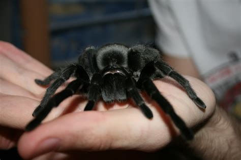 Beginner's Guide To The Brazilian Black Tarantula