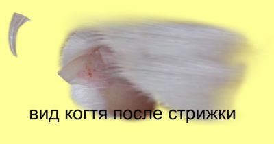 Операция «Мягкие лапки»