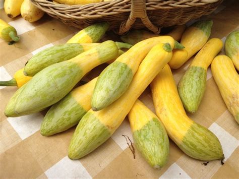 Green and yellow squash...perfect colors together! | Yellow squash ...