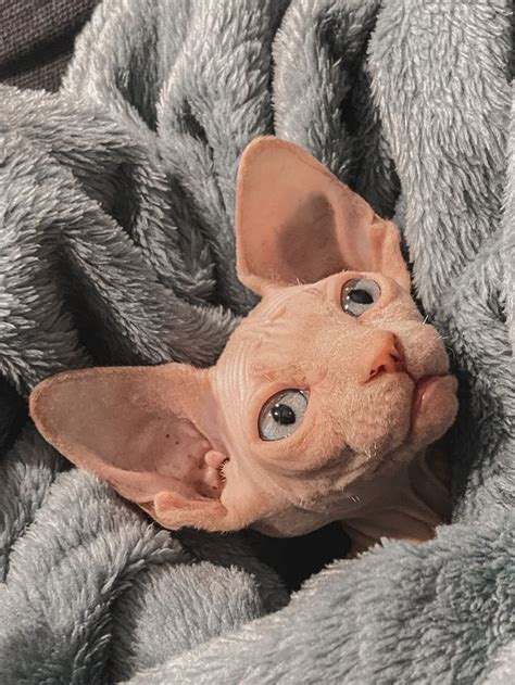 Пин от пользователя Анастасия на доске Чудо сфинксы 😻 | Сфинкс
