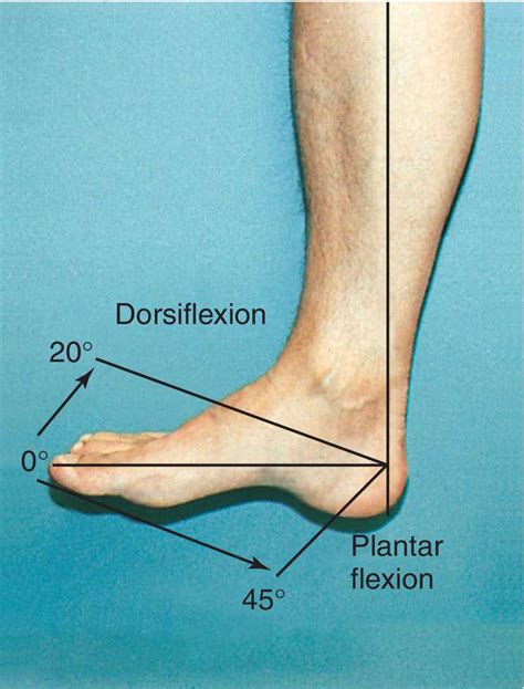 Plantar Flexion Definition Anatomy at Christy Finch blog