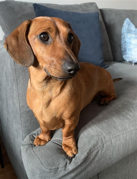 Planning my next move : r/Dachshund
