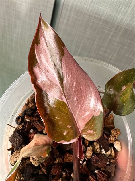 Philodendron Red Anderson, Furniture & Home Living, Gardening, Plants ...