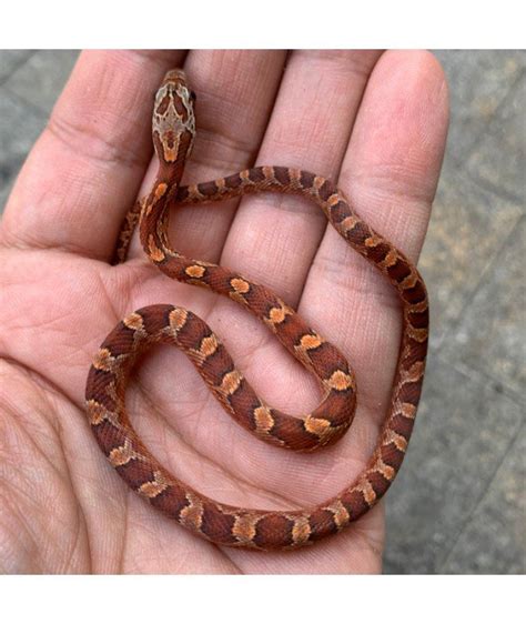 Pantherophis guttatus - HARKITO REPTILE