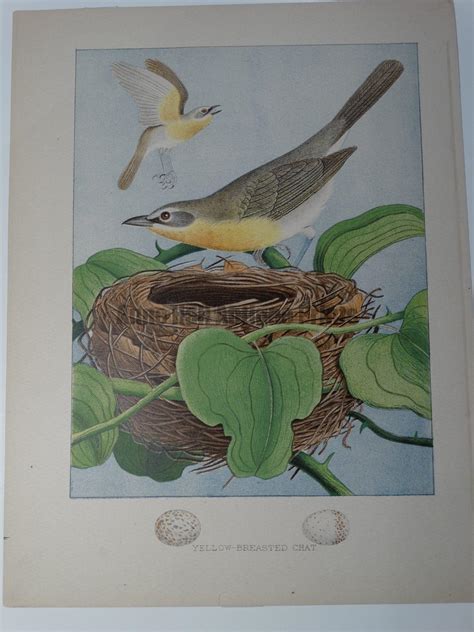 Gentry Yellow Breasted Chat | Antique Lithographs & Engravings