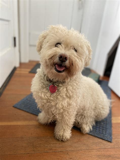 Teddy smiling for a picture like the little gentleman he is | Scrolller