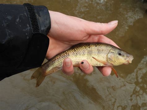 Creek Chubsucker