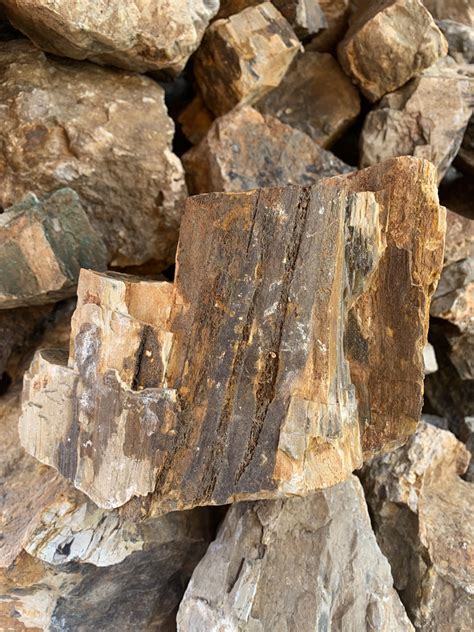 Petrified Wood Stone by lbs – Aqua Rocks Colorado