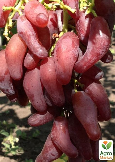 Виноград "Фламенко" (м'ясиста, соковита ягода з тонкою шкіркою) купити ...