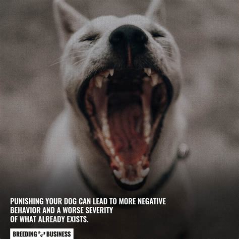 how to stop possessive aggression in dogs