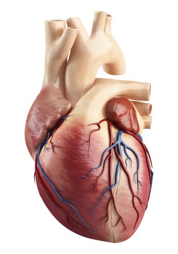 Struktur Anatomie Des Heart Innen Stockfoto und mehr Bilder von ...