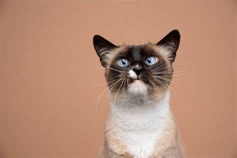 Snaggletooth Stock Photos, Pictures & Royalty-Free Images - iStock