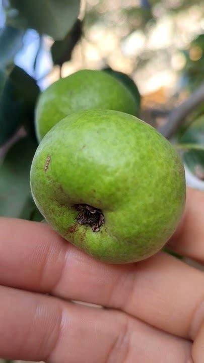 17 август 2024 г. дива круша,Pyrus pyraster,плодно дърво,билка ...